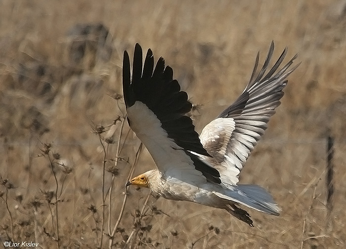    Egyptian Vulture  Neophron percnopterus       ,  , 2009.: 